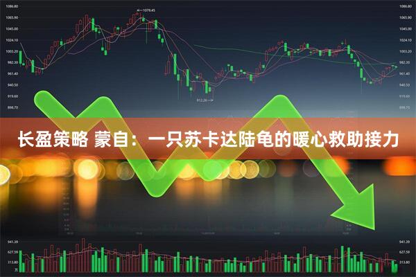 长盈策略 蒙自：一只苏卡达陆龟的暖心救助接力